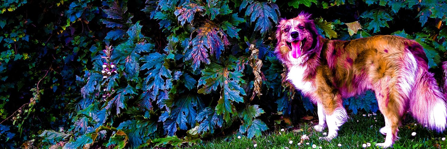 valenbarf's profile banner image