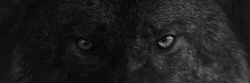 luneargentee's profile banner image