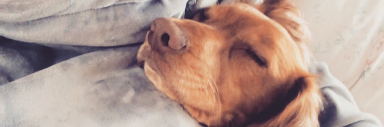 teighlorrr's profile banner image