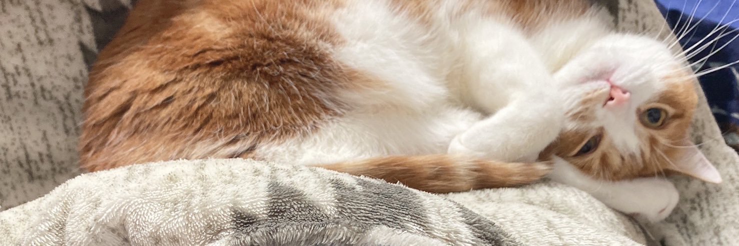 rinnannu's profile banner image