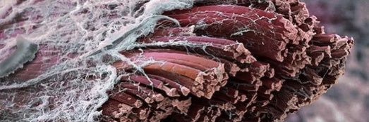 Travis Chisholm, MSc banner