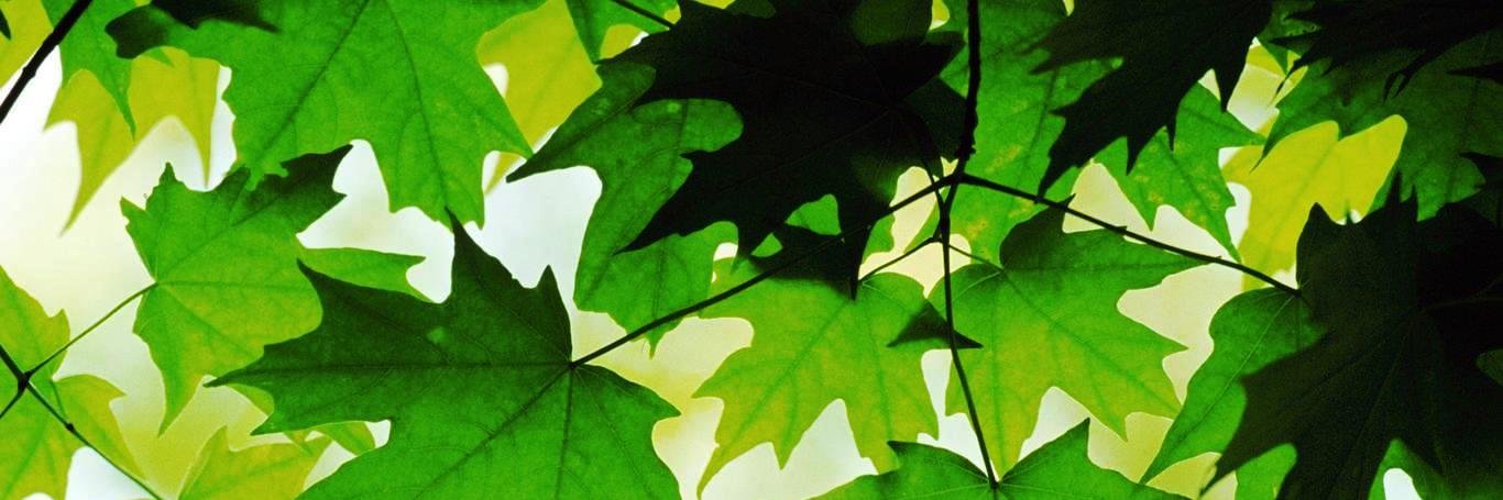 balilandscaping's profile banner image