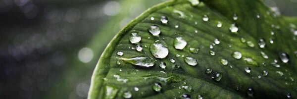 redbirdflight Profile Banner