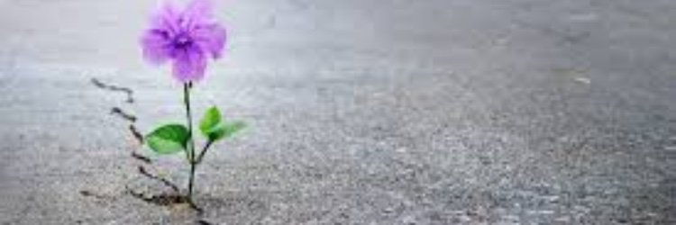 Dashing_Love's profile banner image