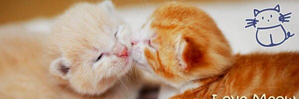 LoveMeowdotcom Profile Banner