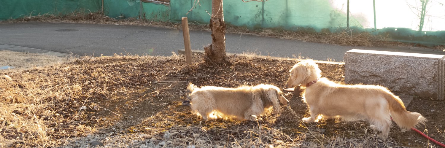 Javadog_'s profile banner image