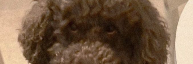 🐾❤️Penelope❤️🐾 banner