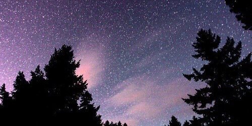 ¡buffaluffalo! ❄️🦬 banner