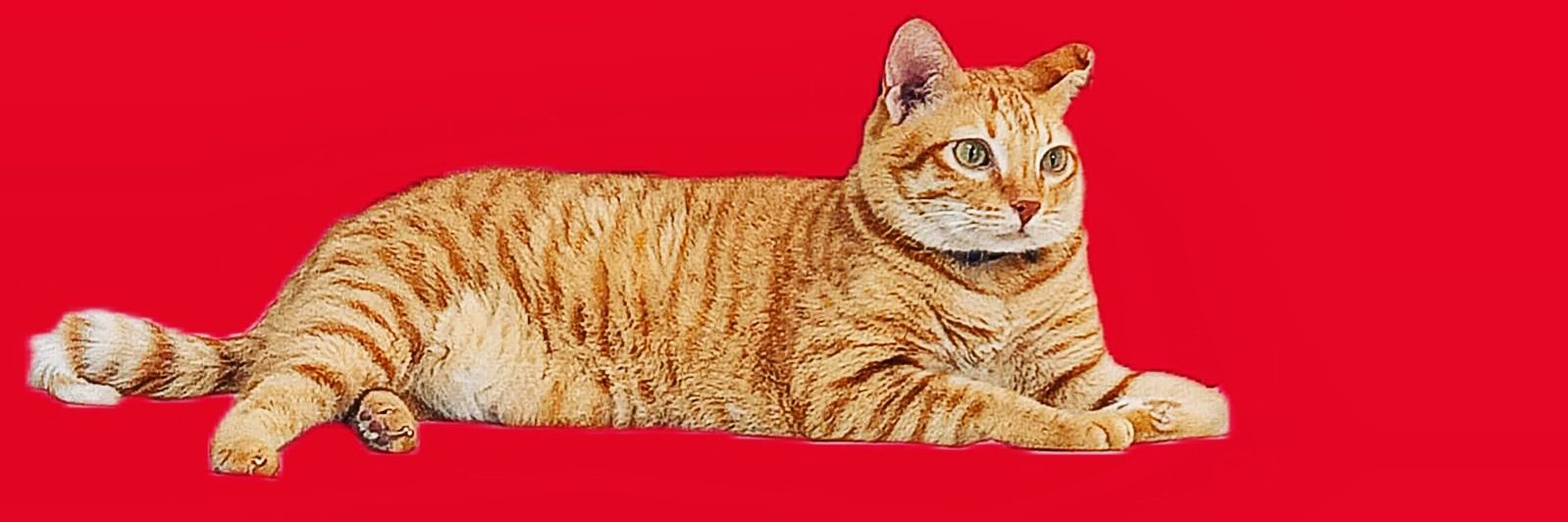 Fearless Citizen banner