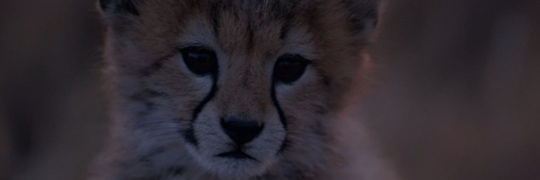 AlwaysDipu's profile banner image