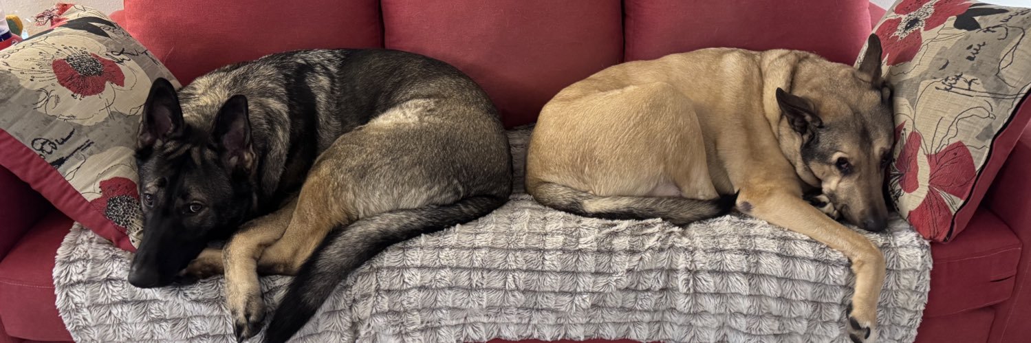 ClovertheGSD's profile banner image