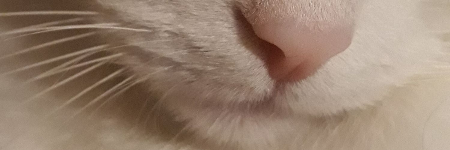 guneytellioglu's profile banner image