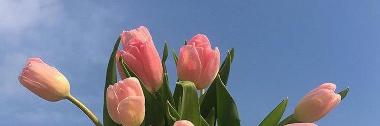 pndpink's profile banner image