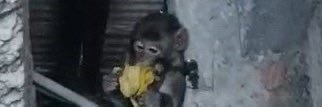 cücü el yogurt banner