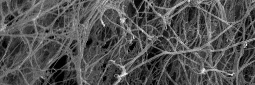 Cosimo Ligorio banner