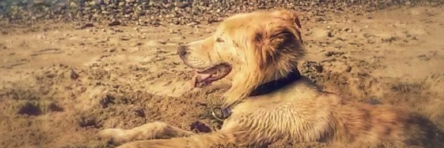 Nanuk_Dog's profile banner image