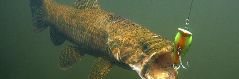 radicalfishing's profile banner image