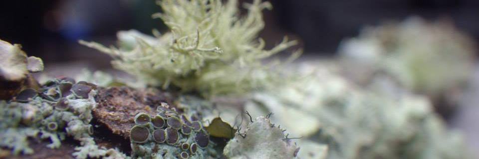 brithebiologist's profile banner image