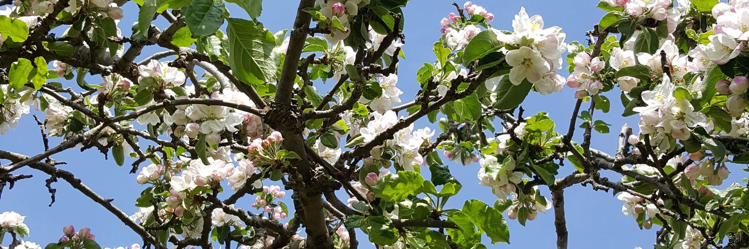 AnnMarieCummins's profile banner image