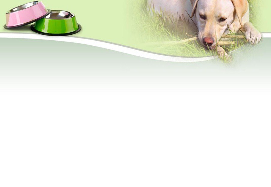 walkmypaws's profile banner image