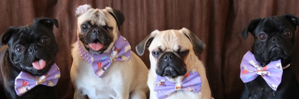 Tinkerbelle_pug's profile banner image