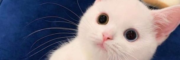 PlayerTankTerus's profile banner image