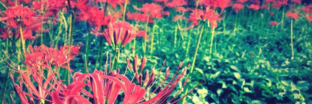 kume99a's profile banner image
