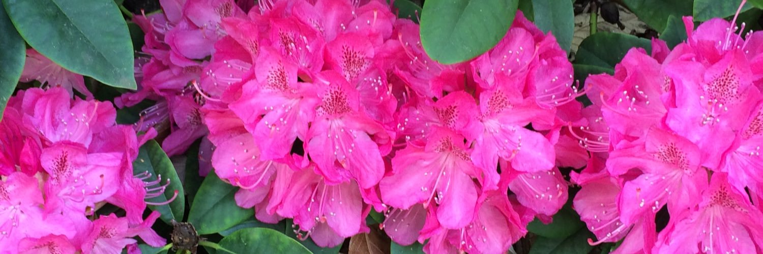 Dr. Melissa Harper banner
