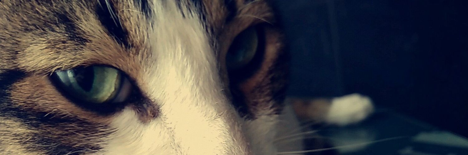 CarlitoosGL's profile banner image