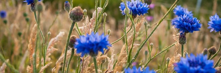 Девочка - звиздец🕊 banner