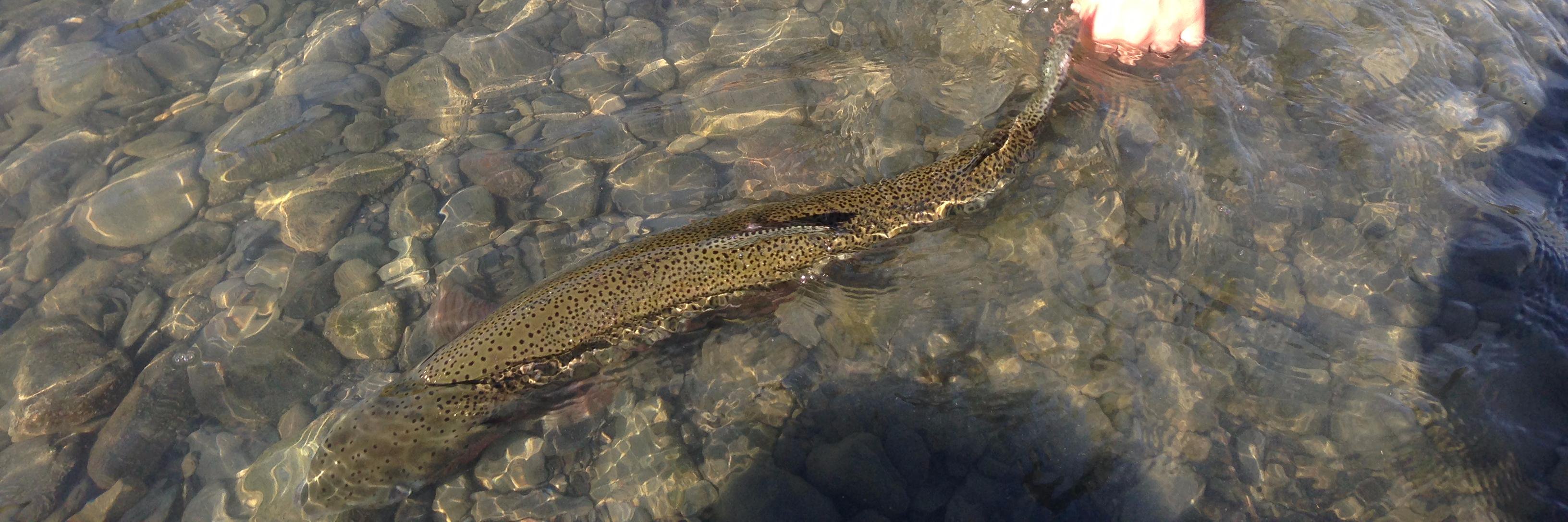 FishEmLLC's profile banner image
