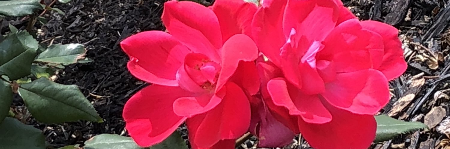 LishaSamone's profile banner image