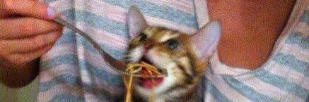 CatmasterFlex's profile banner image
