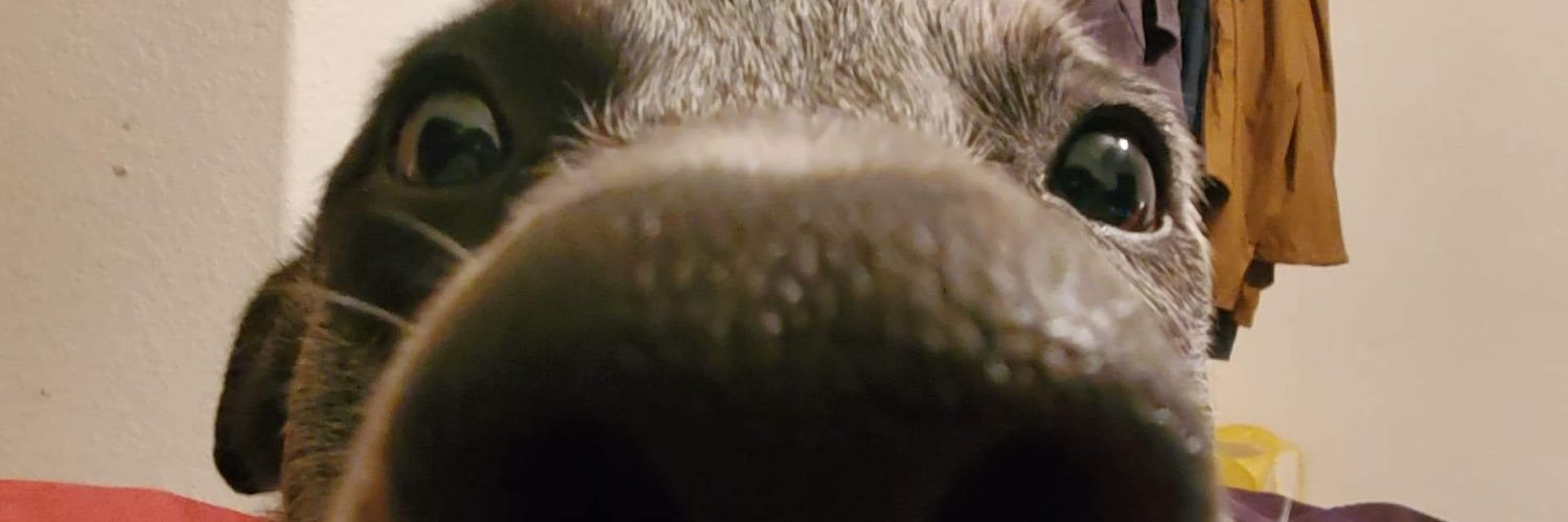 roguethepharaoh's profile banner image