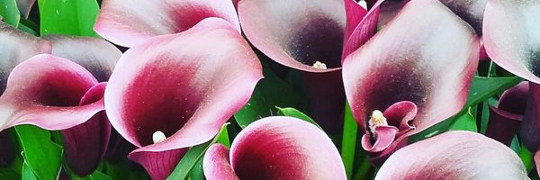 AlisonDocherty3 Profile Banner