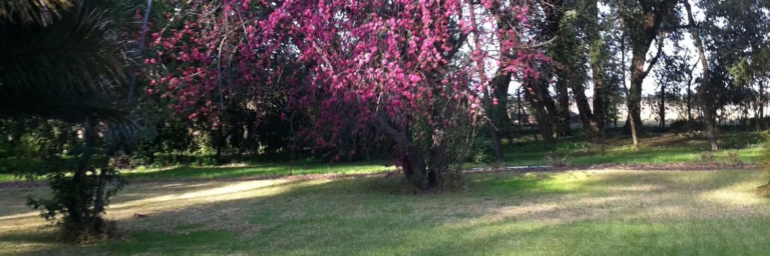 loreto_palacios's profile banner image