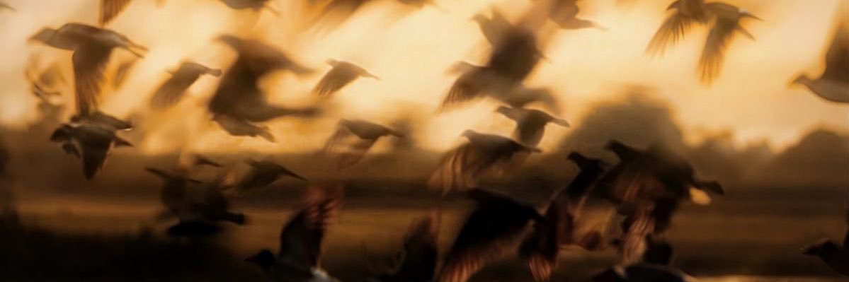 Vic banner