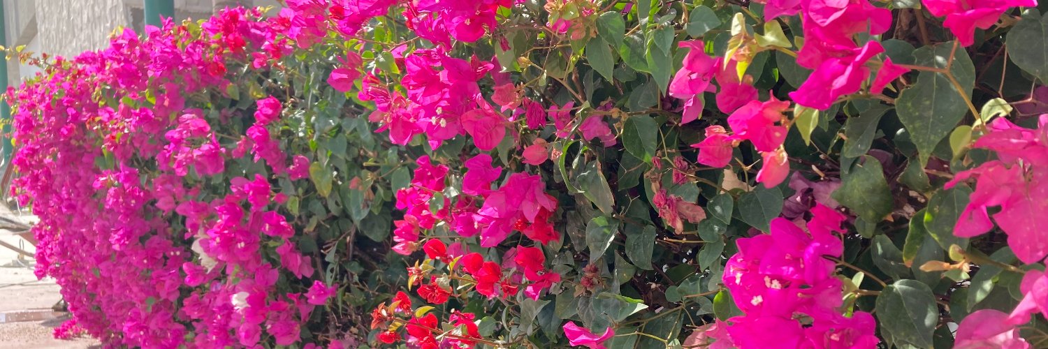 RousaM's profile banner image