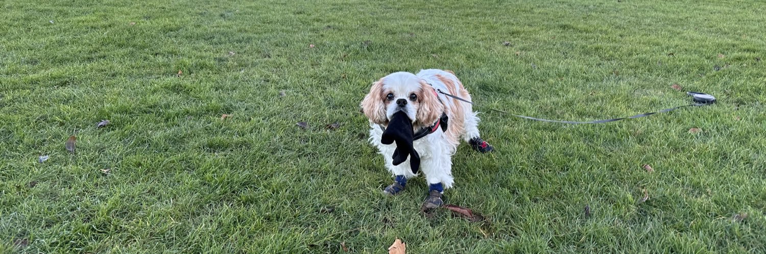 Harvey 🩷💙🦴 banner