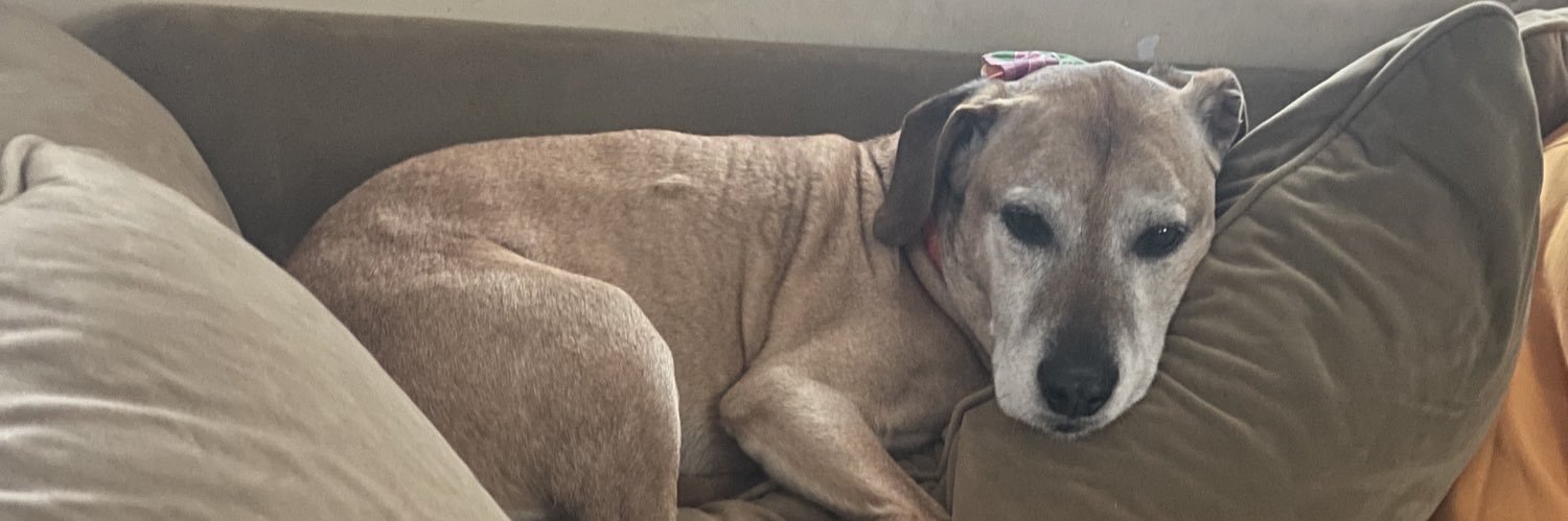 🌈 Kona Chestnut in memory of Buddy ❤️ banner