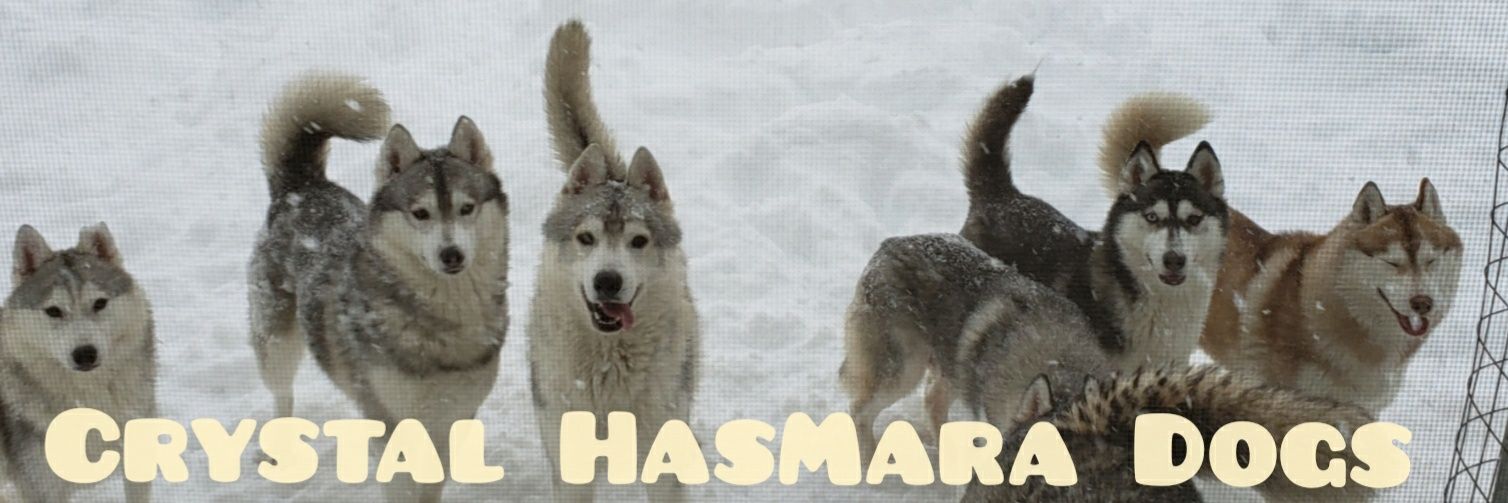 Crystal HasMara Dogs banner