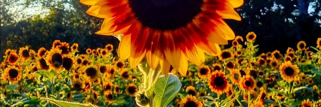isacampos4's profile banner image