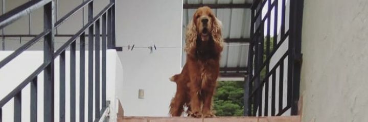 JesssCepeda's profile banner image