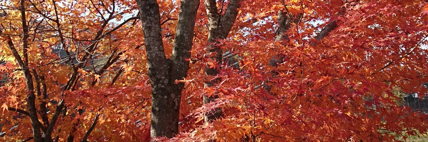 sekareitole's profile banner image