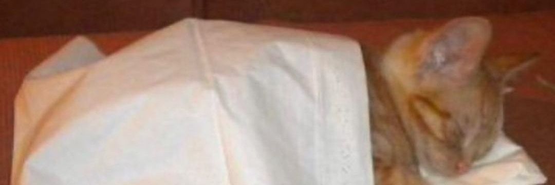 cabecacommula's profile banner image