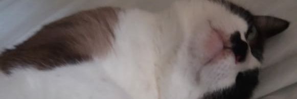 vanescah's profile banner image
