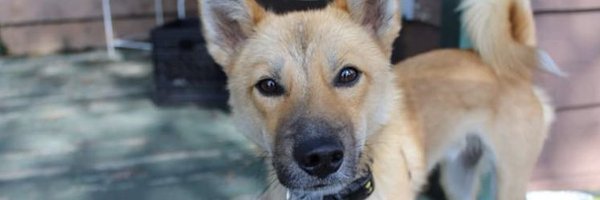 woodcomedy Profile Banner