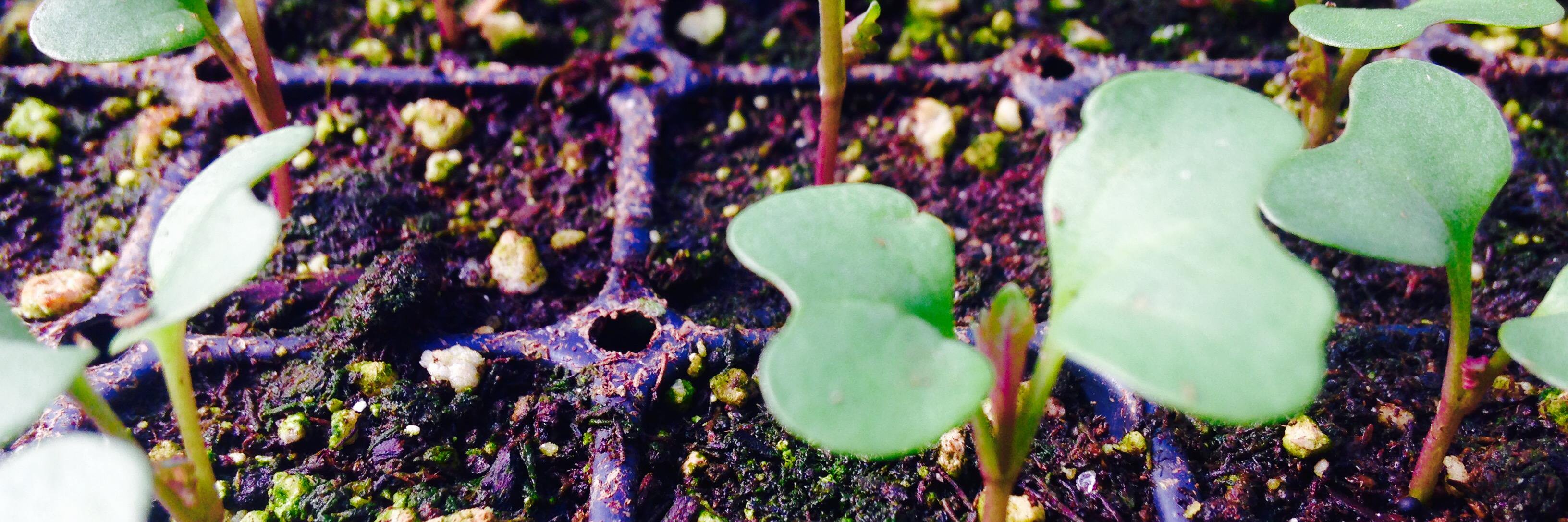 livingwebfarms's profile banner image
