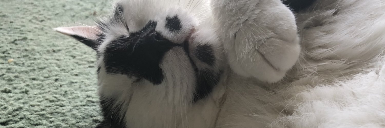 shaninprobably's profile banner image