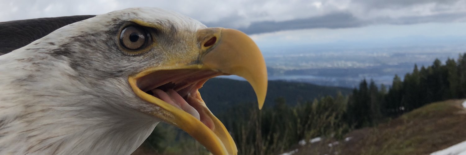 birdchaserbrys's profile banner image